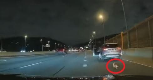 Qeni bllokon shoferët në autostradën e Nju Jorkut (VIDEO)