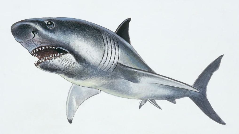 Megalodonët ishin më të dobët nga sa e kishim menduar, sugjeron studimi i ri