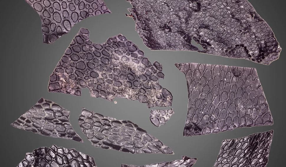 Fosili më i vjetër i lëkurës daton prej më shumë se 130 milionë vjetësh