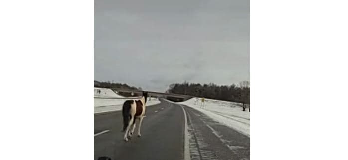 Kali i arratisur kapet në autostradë (VIDEO)