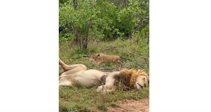 Këlyshi i luanit i afrohet tinëz babait që fle (VIDEO)