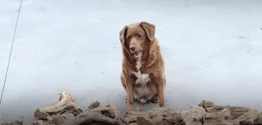 Titulli i qenit më të vjetër në botë vendoset në shqyrtim