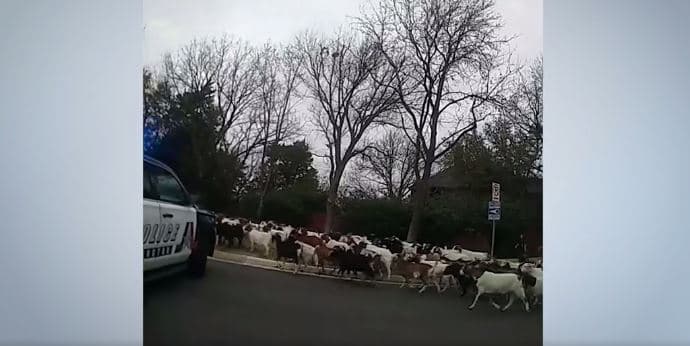 Rreth 200 dhi të arratisura enden në lagjet e Teksasit (VIDEO)
