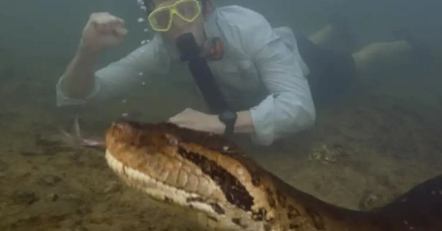 Lloje të reja të anakondës së gjelbër janë identifikuar në Amazonë