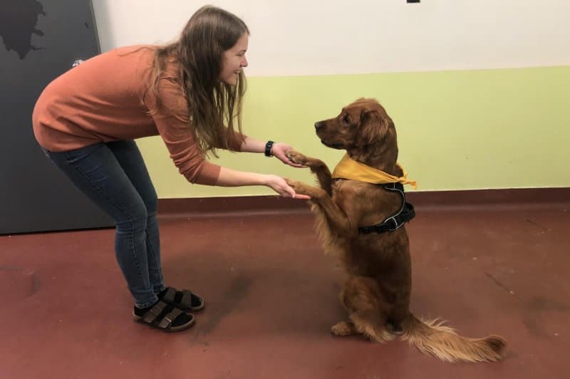 Qentë mund të zbulojnë stresin e traumës duke nuhatur frymën e njerëzve, tregon studimi