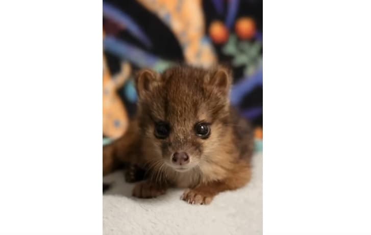 Kopshti Zoologjik i Nashville mirëpret lindjen e rrallë të fanalokës