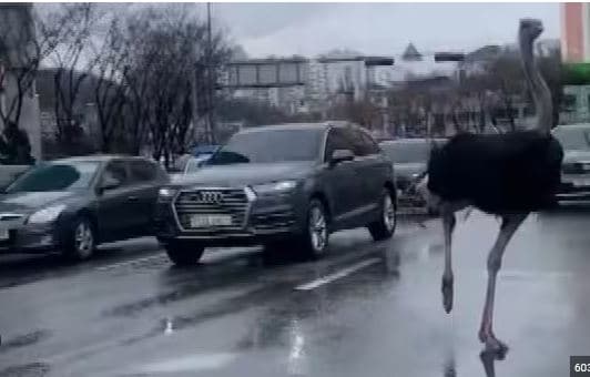 Struci ikën nga kopshti zoologjik në Korenë e Jugut, kalon nëpër trafik të ngarkuar (VIDEO)