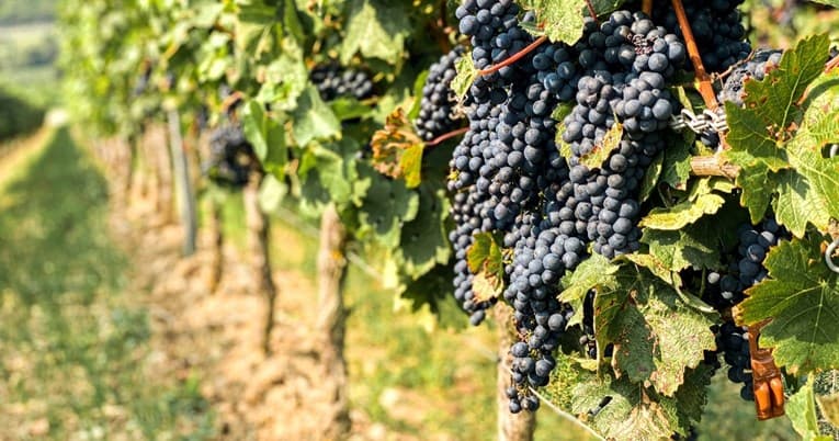 Nëse dëshironi të reduktoni yndyrën e barkut, duhet t'i hani këto fruta