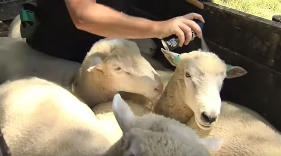 Fermerët britanikë përdorin deodorant trupi për të mbajtur delet larg agresionit (VIDEO)