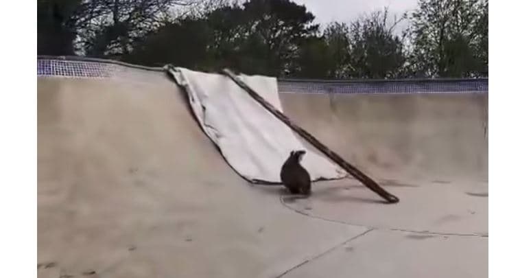 Vjedulla kureshtare viziton parkun e patinave, bllokohet (VIDEO)