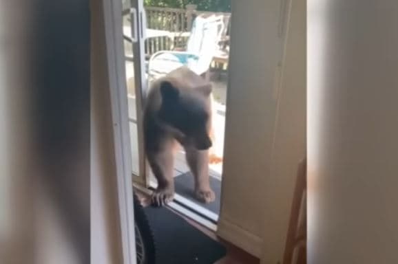 Ariu i futet në shtëpi, ndërpret burrin që po lante enët (VIDEO)