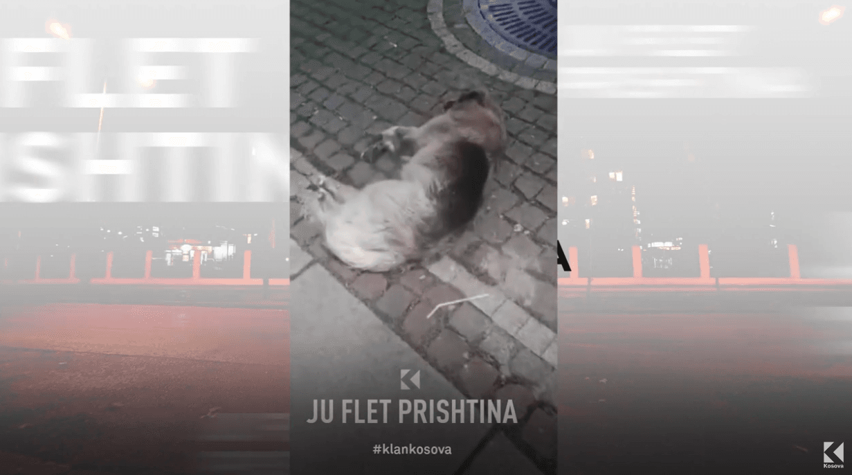 Kryetari Rama s’u bëri zgjidhje, qentë mbyten me helm në Prishtinë