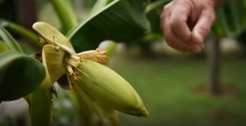 Ndryshimet klimatike rrisin bananet në oborrin e Bashkim Krasniqit nga Peja