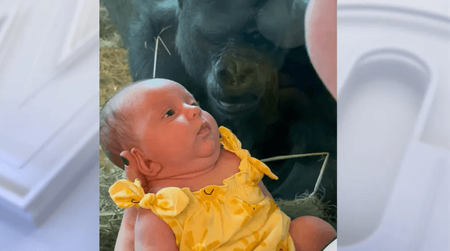 Momenti kur gorilla puth foshnjën e porsalindur në kopshtin zoologjik të Ohajos (VIDEO)