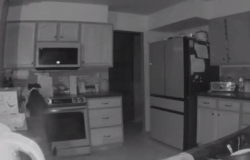 Qeni kureshtar prek sobën, ndez zjarrin (VIDEO)
