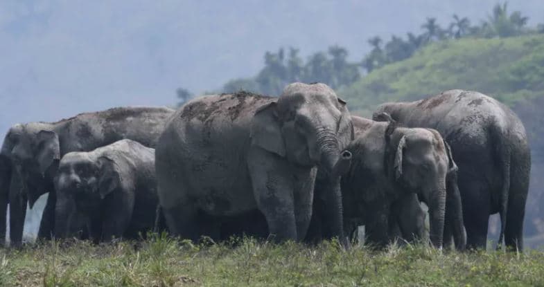 India lanson aplikacion të vyer, synon reduktimin e vdekjeve nga elefantët e egër