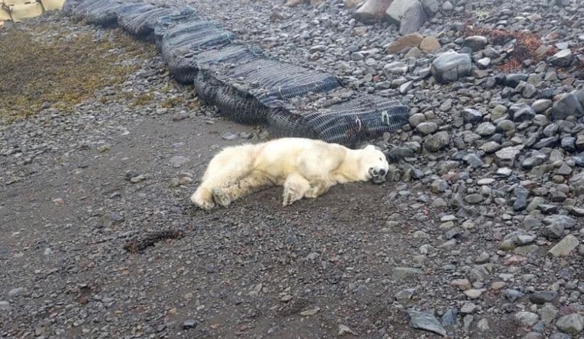Një ari i rrallë shfaqet në Islandë, policia e qëllon