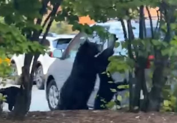 Ariu ngjitet në makinë për të vjedhur qesen me patate të skuqura (VIDEO)