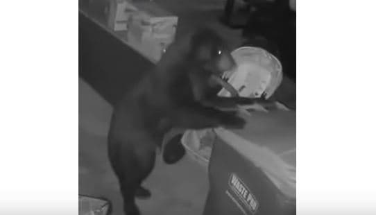 Kamera e sigurisë kap momentin kur ariu shkakton huti me kazanin e plehrave (VIDEO)
