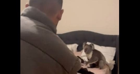 Koala strehohet në një dhomë gjumi në Australi (VIDEO)