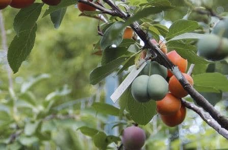 Pema që prodhon 40 lloje të ndryshme frutash