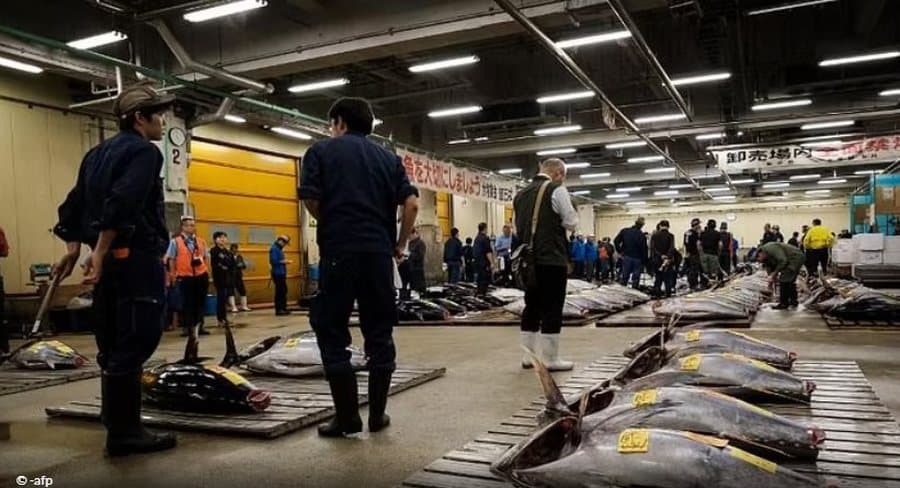 Tjetër rekord në Japoni, një peshk shitet për 1.2 milionë euro