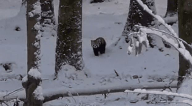 Arratisje në borë: Pandat e kuqe largohen nga kopshti zoologjik zviceran
