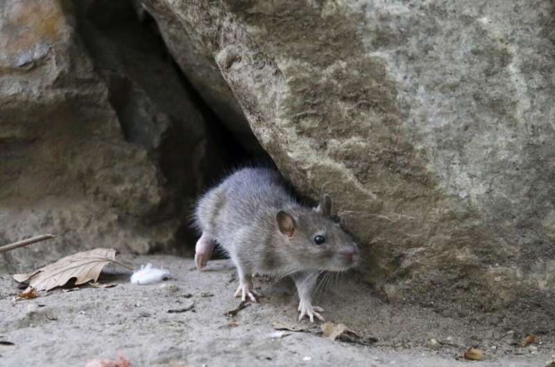 Ngrohja globale ka çuar në një rritje të numrit të minjve në qytete