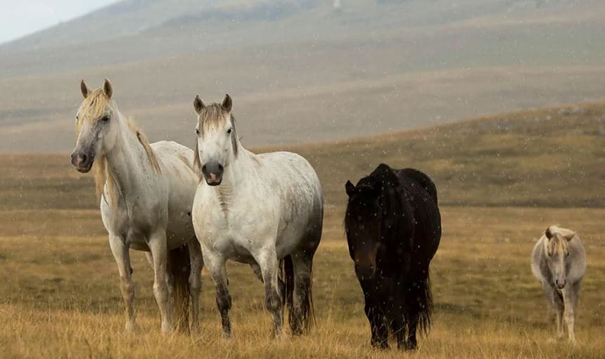 Ky është vendi evropian ku kuajt enden të lirë