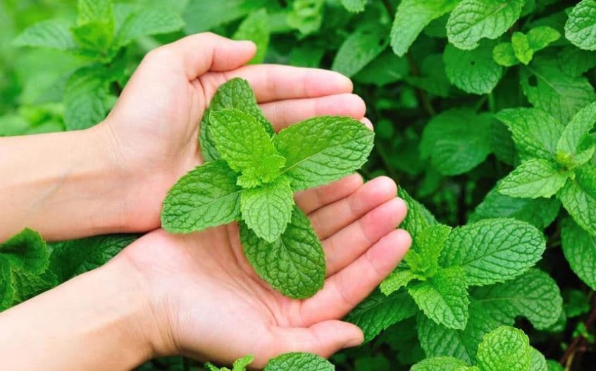 Bima e mentes ndihmon për përmirësimin e kujtesës