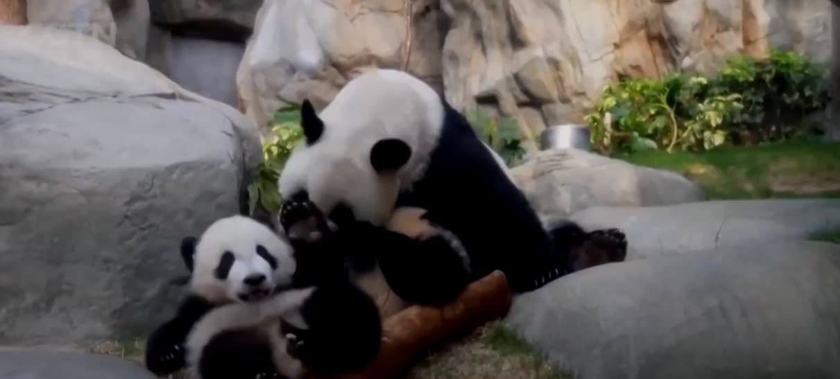 Momenti prekës kur një panda në Japoni takohet për herë të parë me të vegjlit e saj (VIDEO)