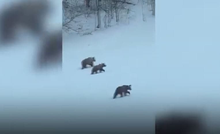 Arinjtë shfaqen në Prevallë (VIDEO)