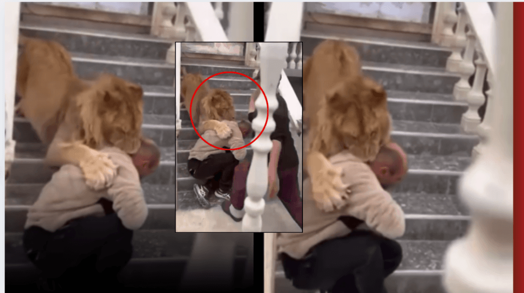 52-vjeçari tregon se luanin që u bë viral e gjeti në një rrugë të Lushnjës