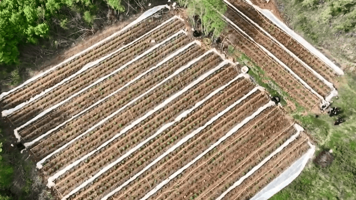 Operacioni masiv kundër kultivimit të narkotikëve, zbulohen mbi 2 mijë bimë kanabis (VIDEO)