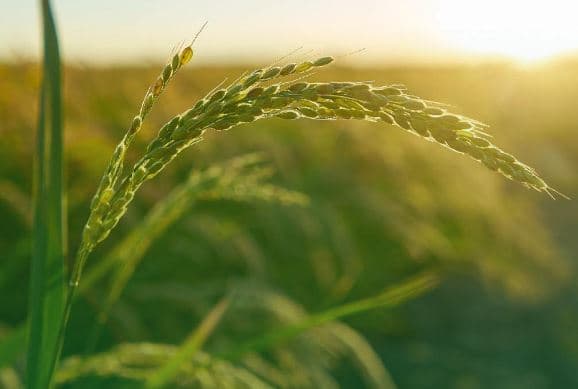 Fermerët marrin një lajm të mirë, hapet thirrja për subvencione