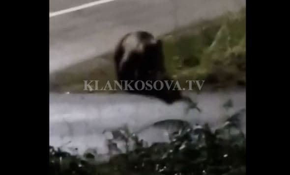 Ariu lëviz lirshëm rrugëve të Deçanit (VIDEO)
