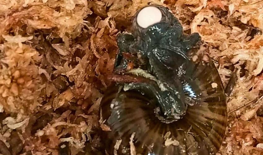 Kërmilli i rrallë që mund të 'përtypë krimbat e dheut si makarona' kapet nga kamera duke lëshuar vezë nga qafa