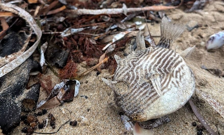 Ngordhje masive e peshkaqenëve, rajave dhe kallamarëve nga algat toksike në Australi