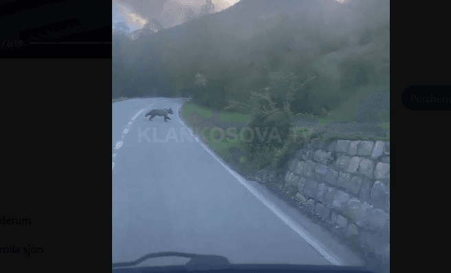 Arinjtë shfaqen në Prevallë (VIDEO)