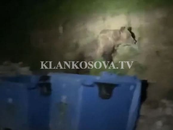 Shfaqet një ari në Prevallë (FOTO)