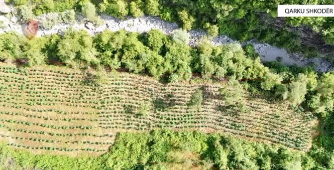 Policia asgjëson mbi 12 mijë bimë narkotike në Shkodër