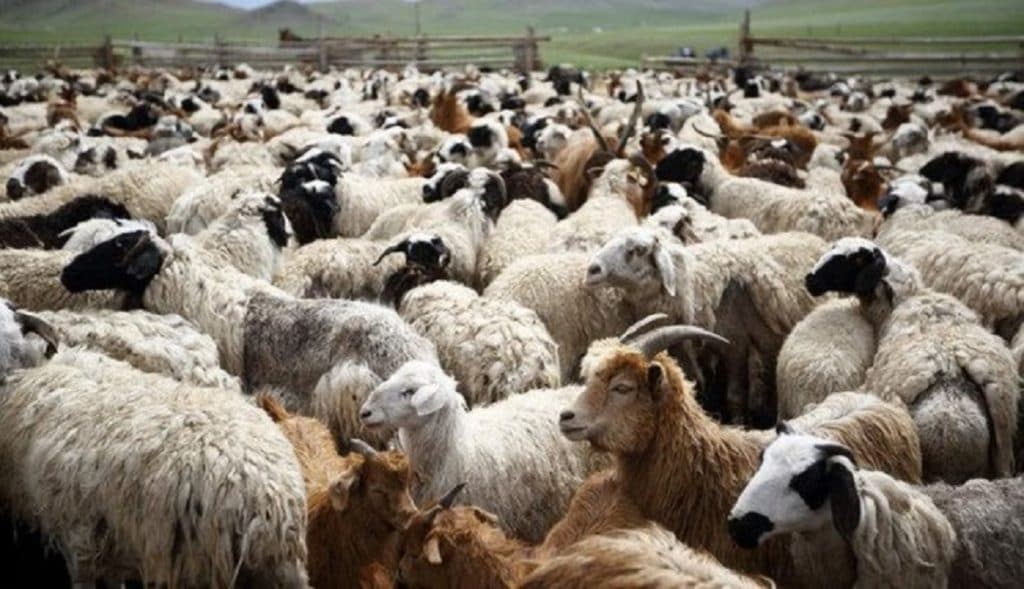 Vatër e re e murtajës së bagëtive në Shqipëri, nisin kontrollet në terren