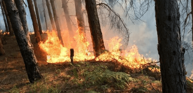 Një i vdekur e tetë të plagosur nga zjarret, evakuohen banorët e shtatë fshatrave në Gramsh