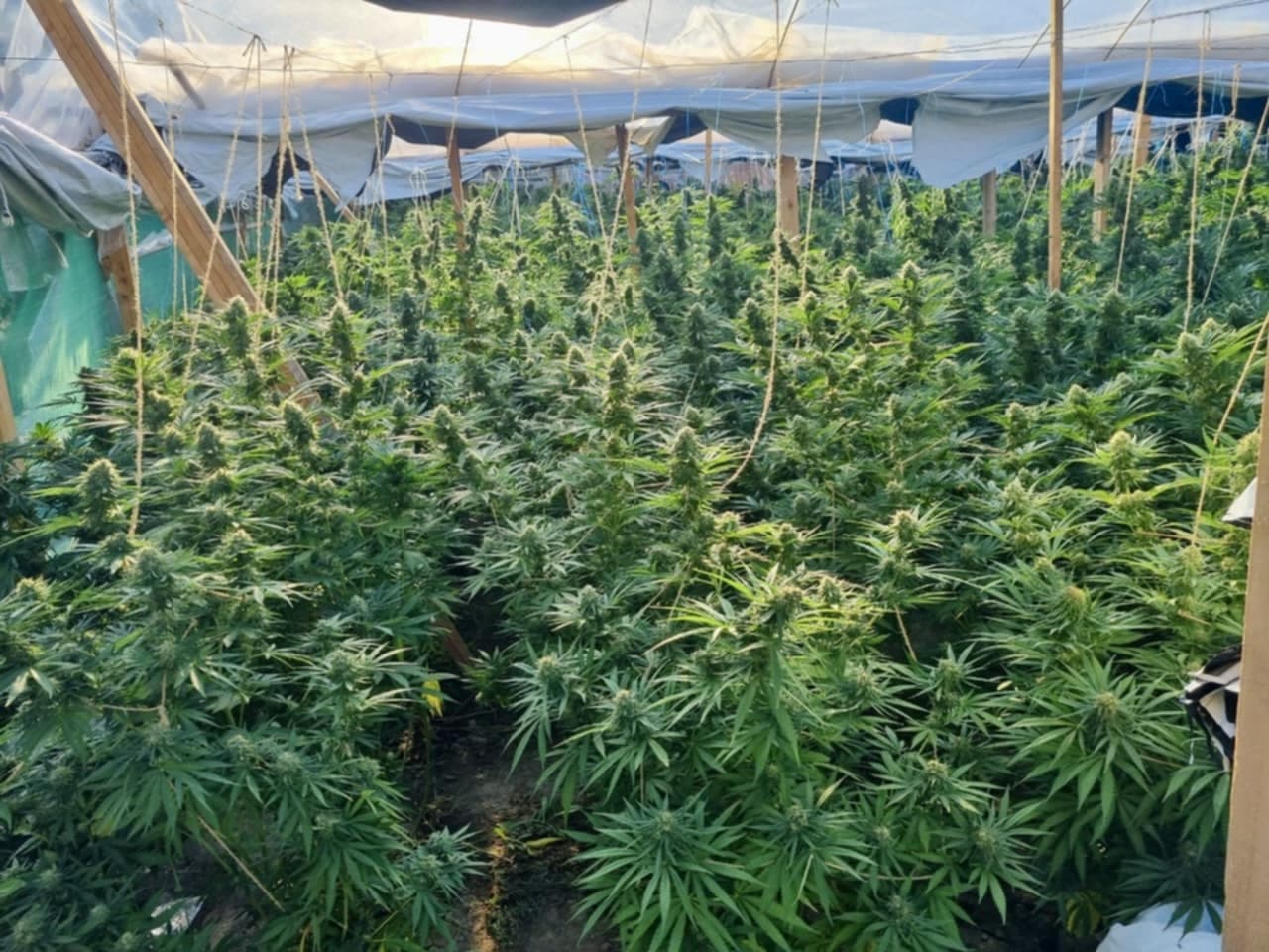 Zbulohet plantacion me 500 bimë kanabis në Zhegoc të Gjilanit, arrestohen tre persona