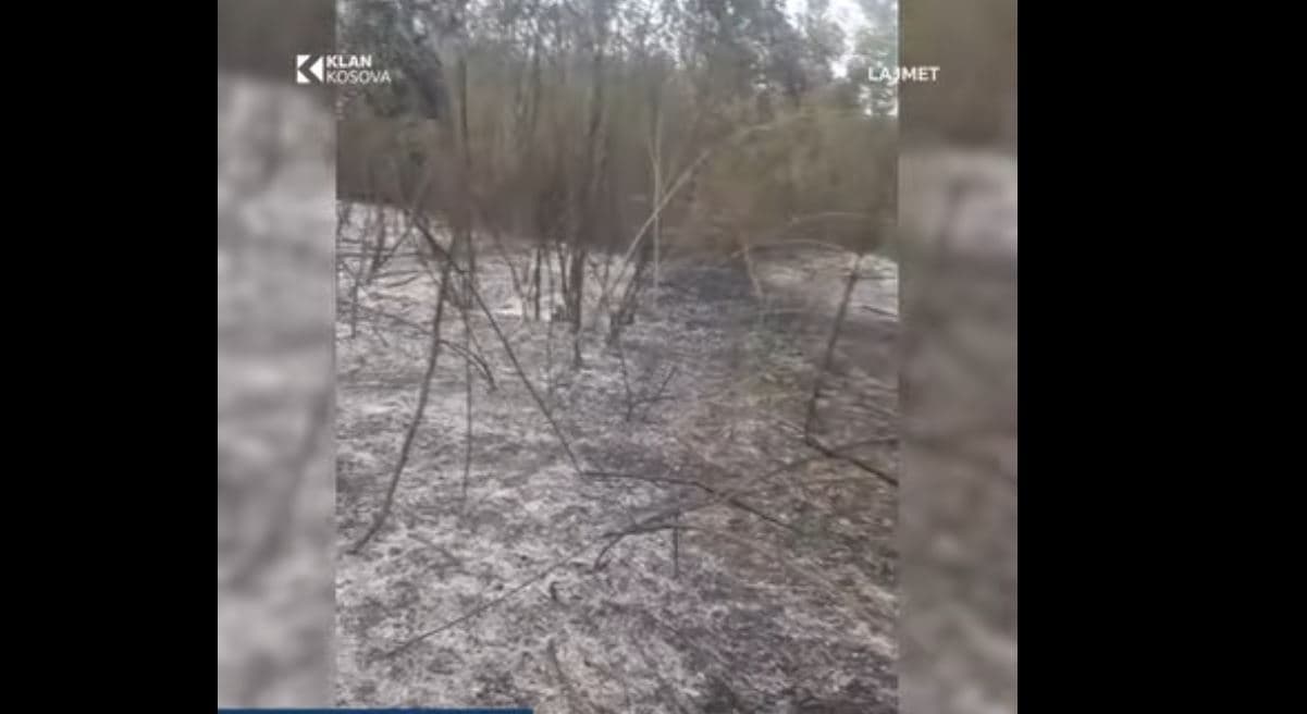 Banorët tentojnë të shpëtojnë pishat nga zjarret në Tërpezë të Vitisë (VIDEO)