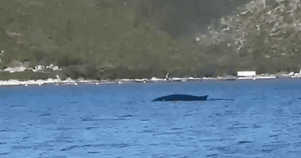Balena shfaqet në ujërat e gjirit të Vlorës