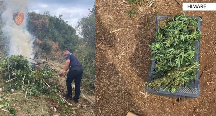 Sekuestrohen 121 kilogramë kanabis në Himarë