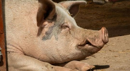Transplanti i parë në botë i mëlçisë nga derri te njeriu e mban pacientin gjallë për 171 ditë