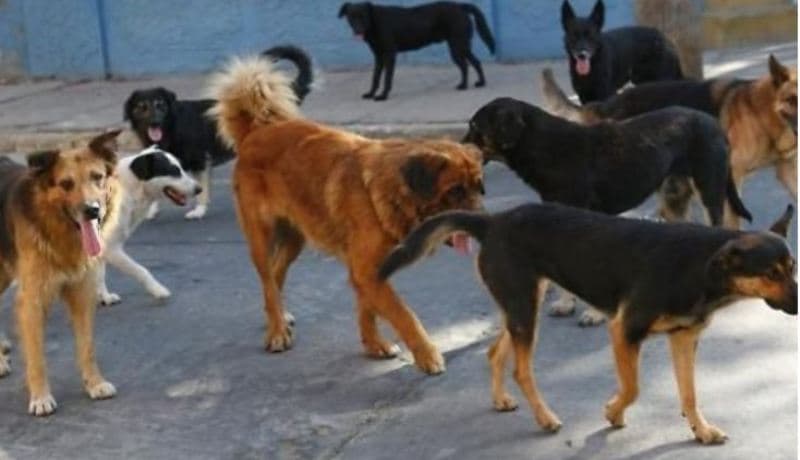 Ferizaj: Kacafytja mes qenve eskalon në përplasje mes pronarëve, përdoren edhe armët