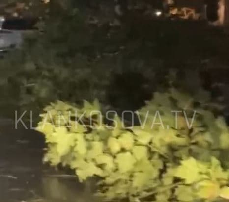 Era i rrëzoi mbrëmë, askush s’merret me lisat e Gjilanit (VIDEO)
